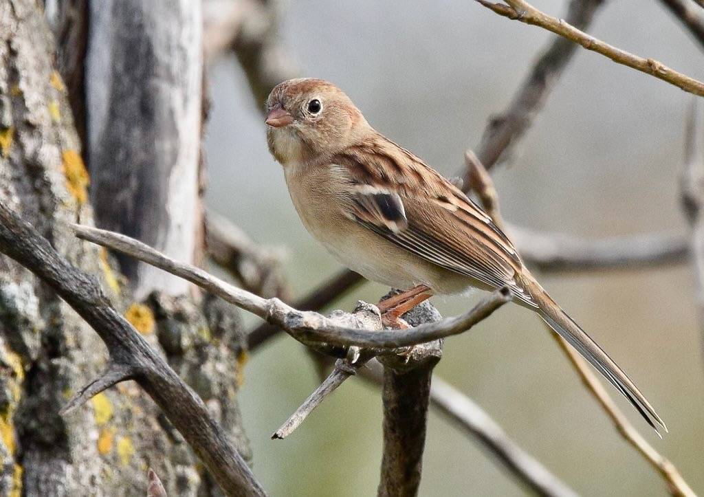 Field Sparrow (additional crop from original) by Wildreturn is licensed under CC BY 2.0